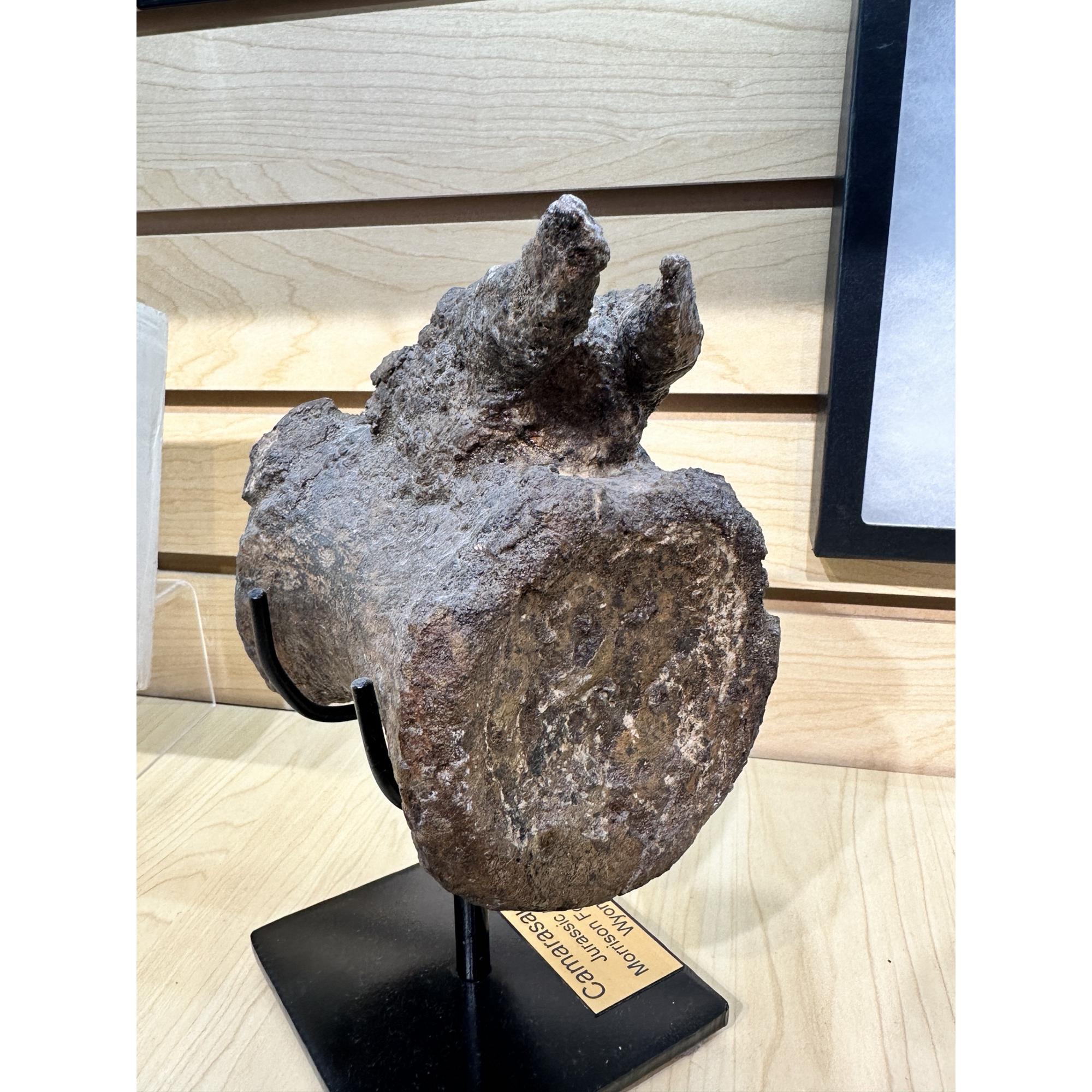 Camarasaurus Vertebrae, Wyoming Prehistoric Online