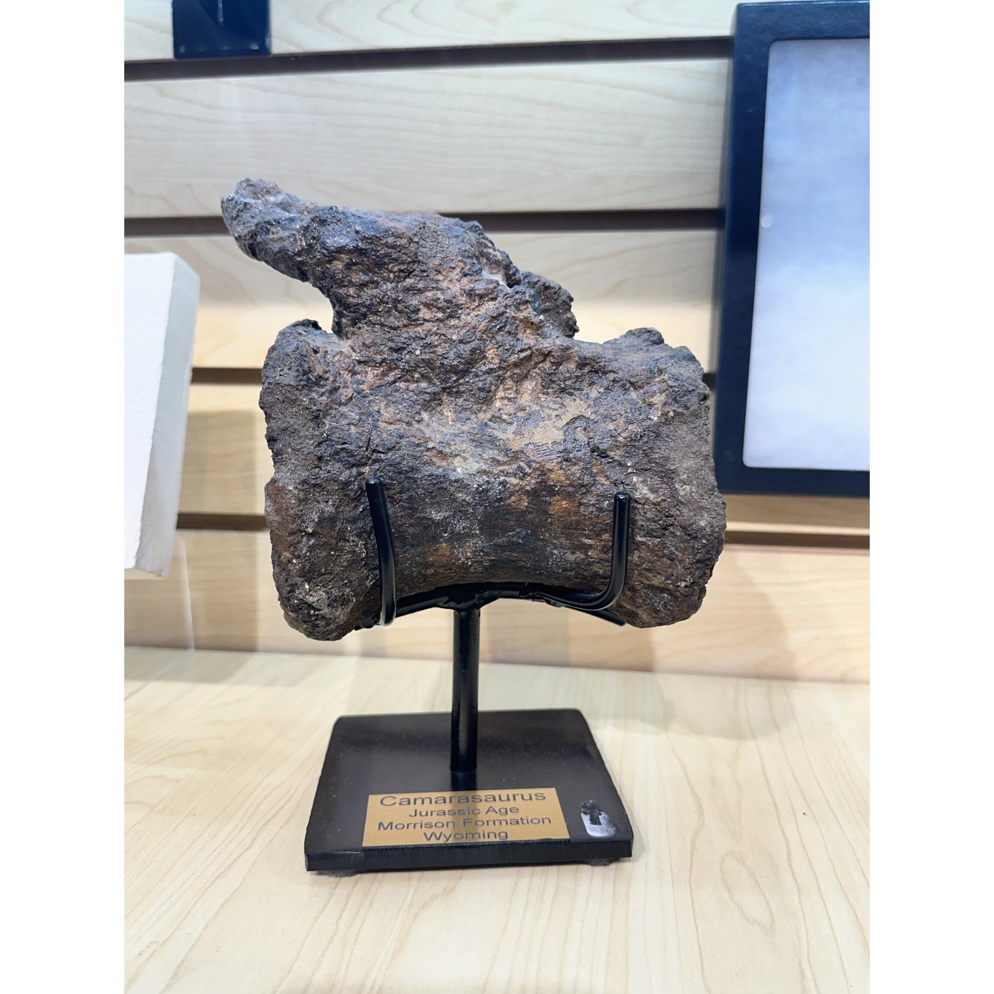 Camarasaurus Vertebrae, Wyoming Prehistoric Online