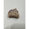 Raptor Tail Vertebrae, Gorgeous detail Prehistoric Online