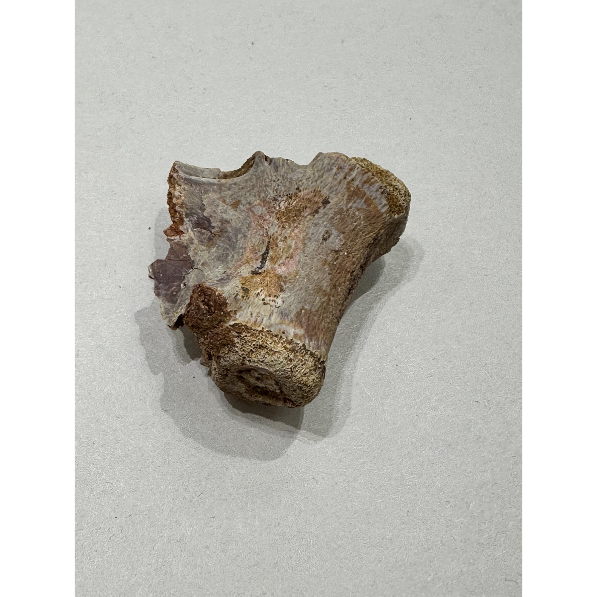 Raptor Tail Vertebrae, Gorgeous detail Prehistoric Online