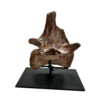 Spinosaurus Tail Vertebrae on Stand Prehistoric Online