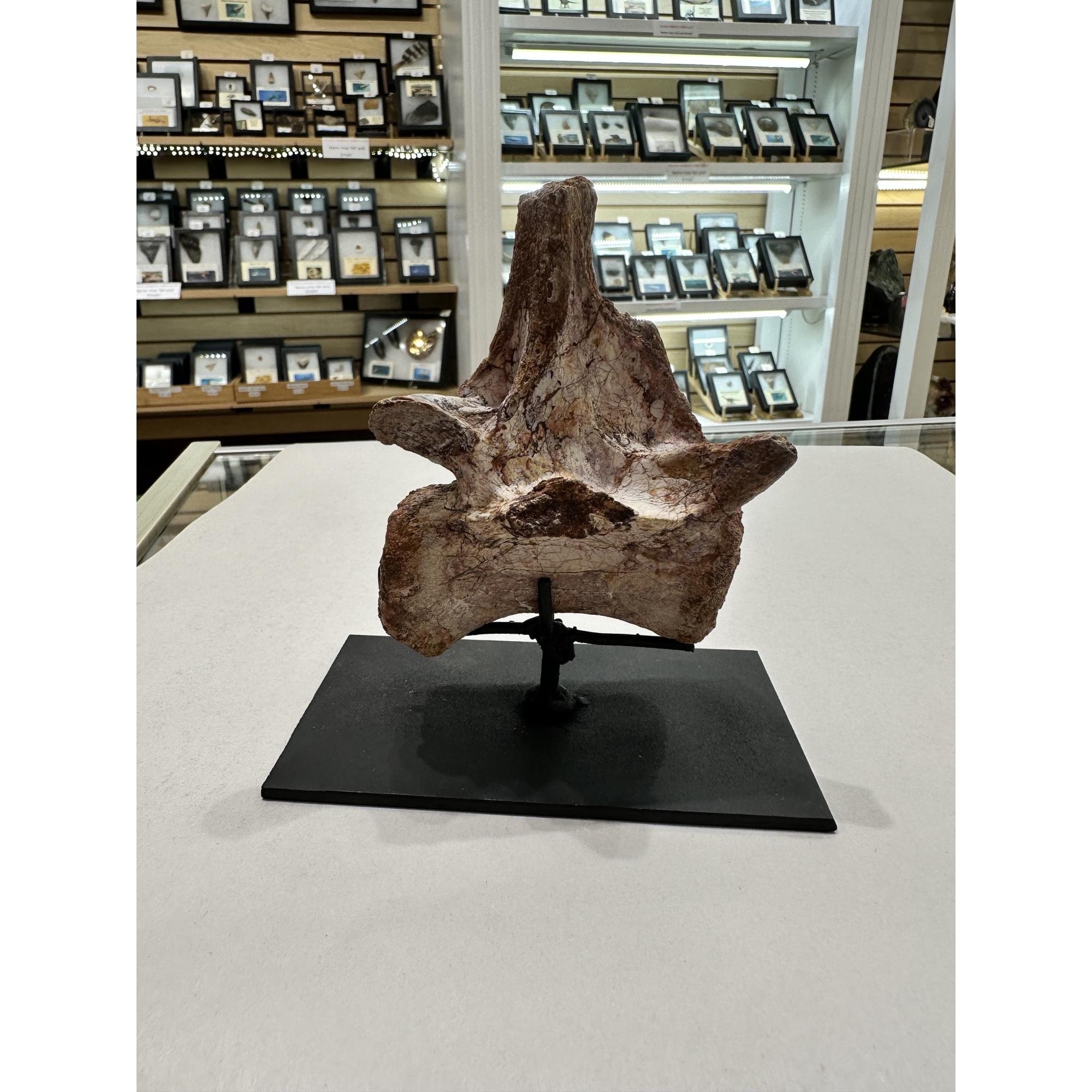 Spinosaurus Tail Vertebrae on Stand Prehistoric Online