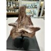 Spinosaurus Tail Vertebrae on Stand Prehistoric Online