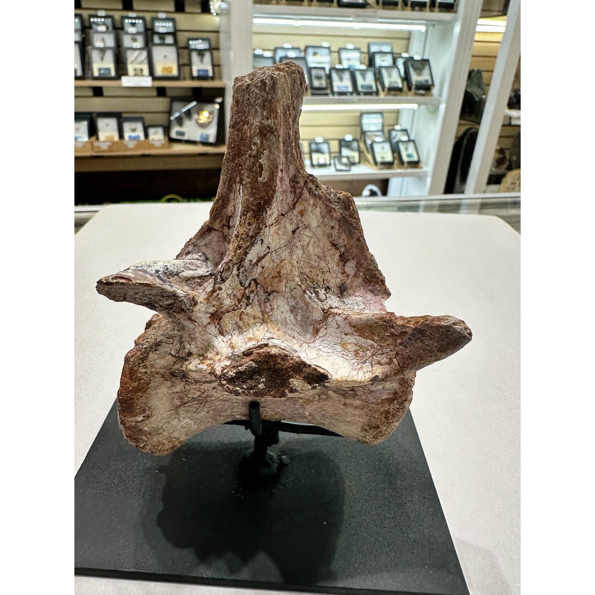 Spinosaurus Tail Vertebrae on Stand Prehistoric Online