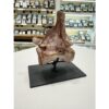 Spinosaurus Tail Vertebrae on Stand Prehistoric Online