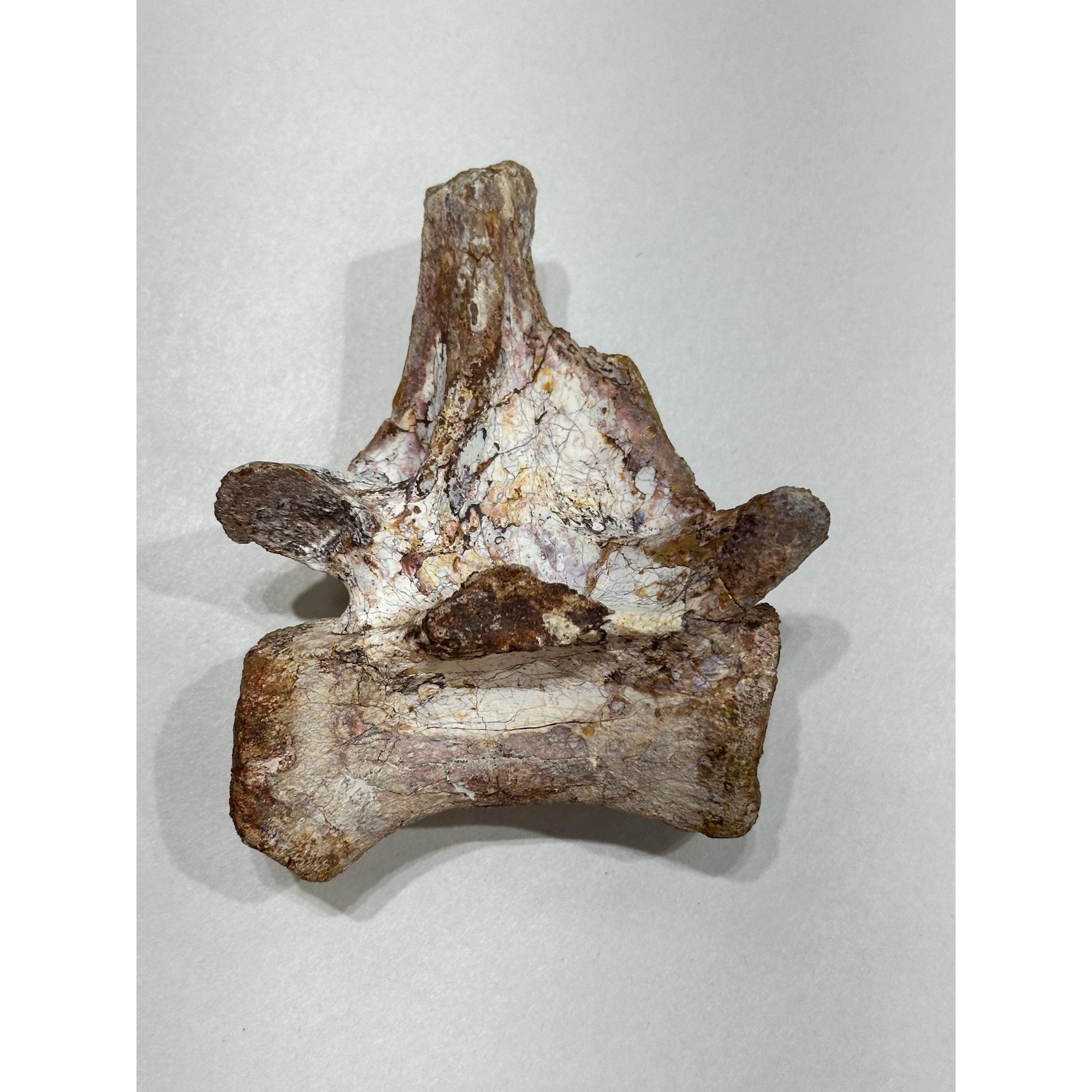 Spinosaurus Tail Vertebrae on Stand Prehistoric Online