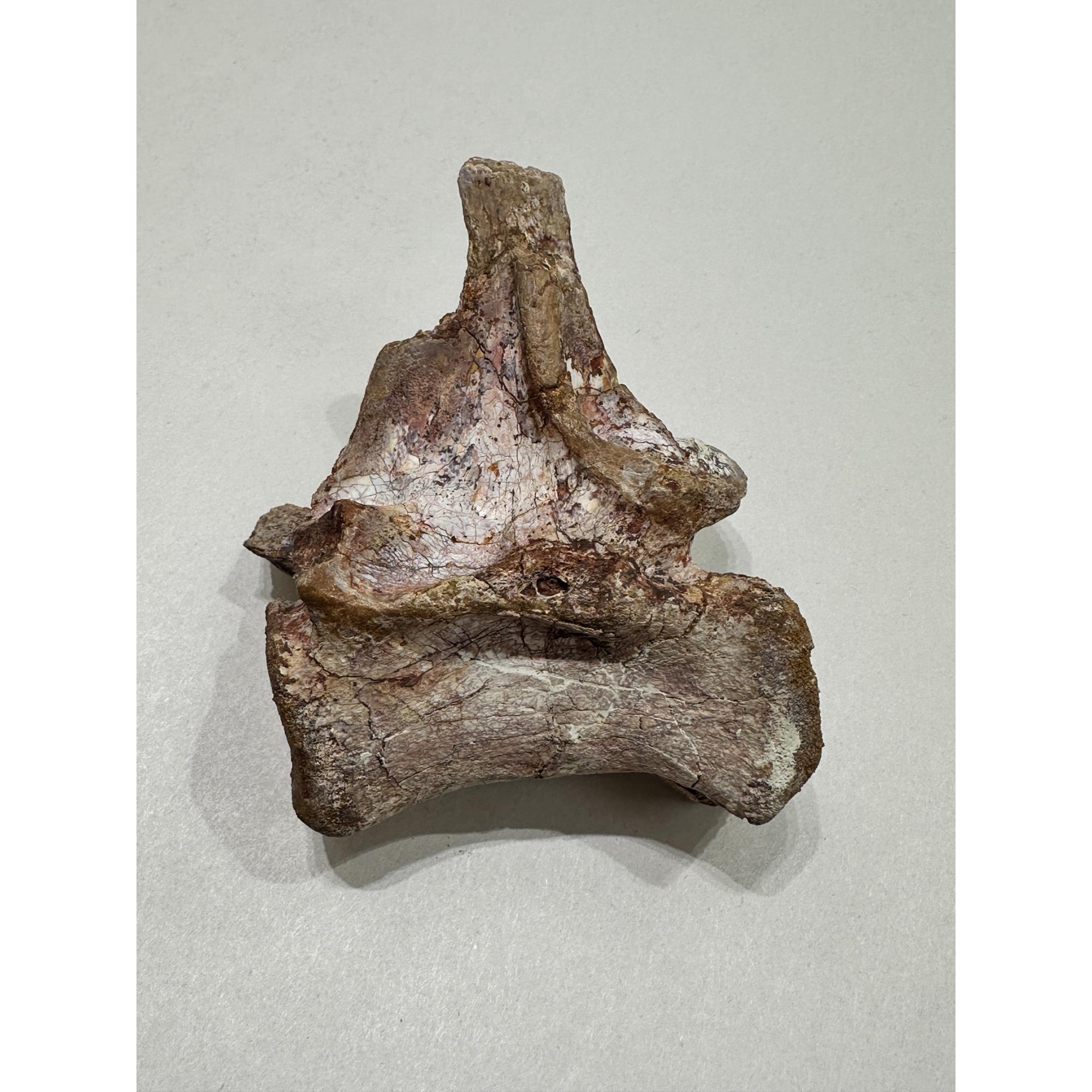 Spinosaurus Tail Vertebrae on Stand Prehistoric Online