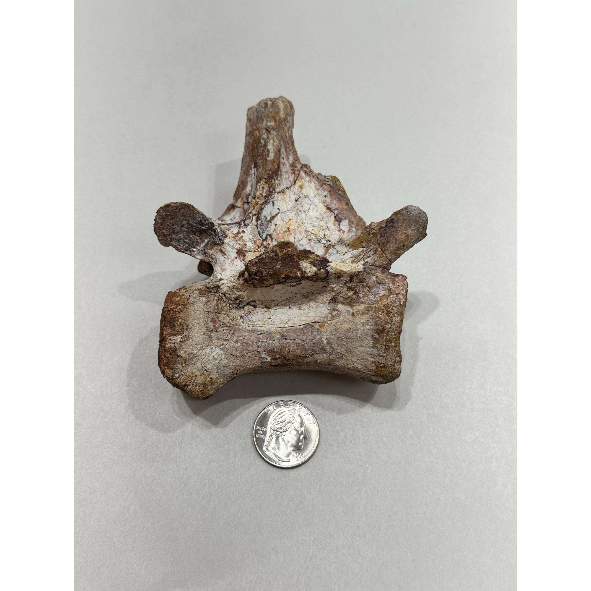 Spinosaurus Tail Vertebrae on Stand Prehistoric Online