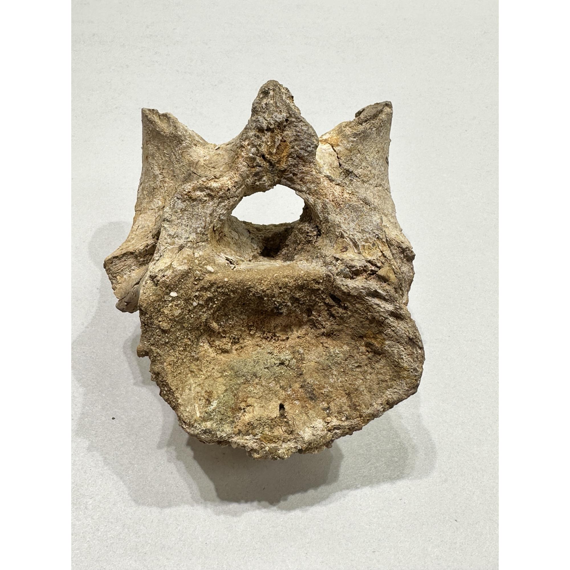 Spinosaurus Neck Vertebrae Prehistoric Online