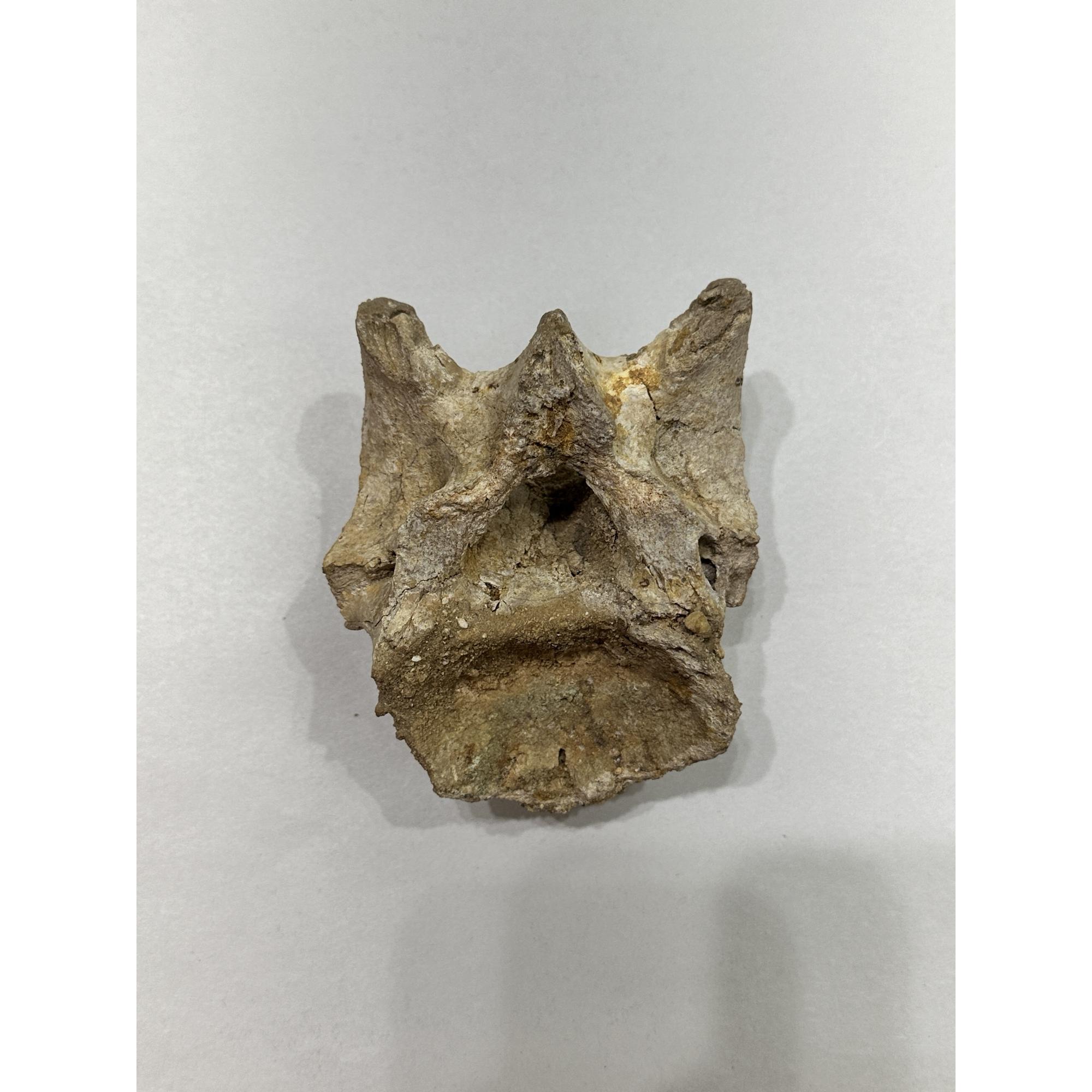 Spinosaurus Neck Vertebrae Prehistoric Online