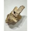 Spinosaurus Neck Vertebrae Prehistoric Online