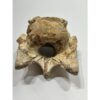 Spinosaurus Neck Vertebrae Prehistoric Online