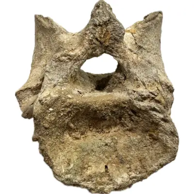 Raptor Tail Vertebrae, Gorgeous detail