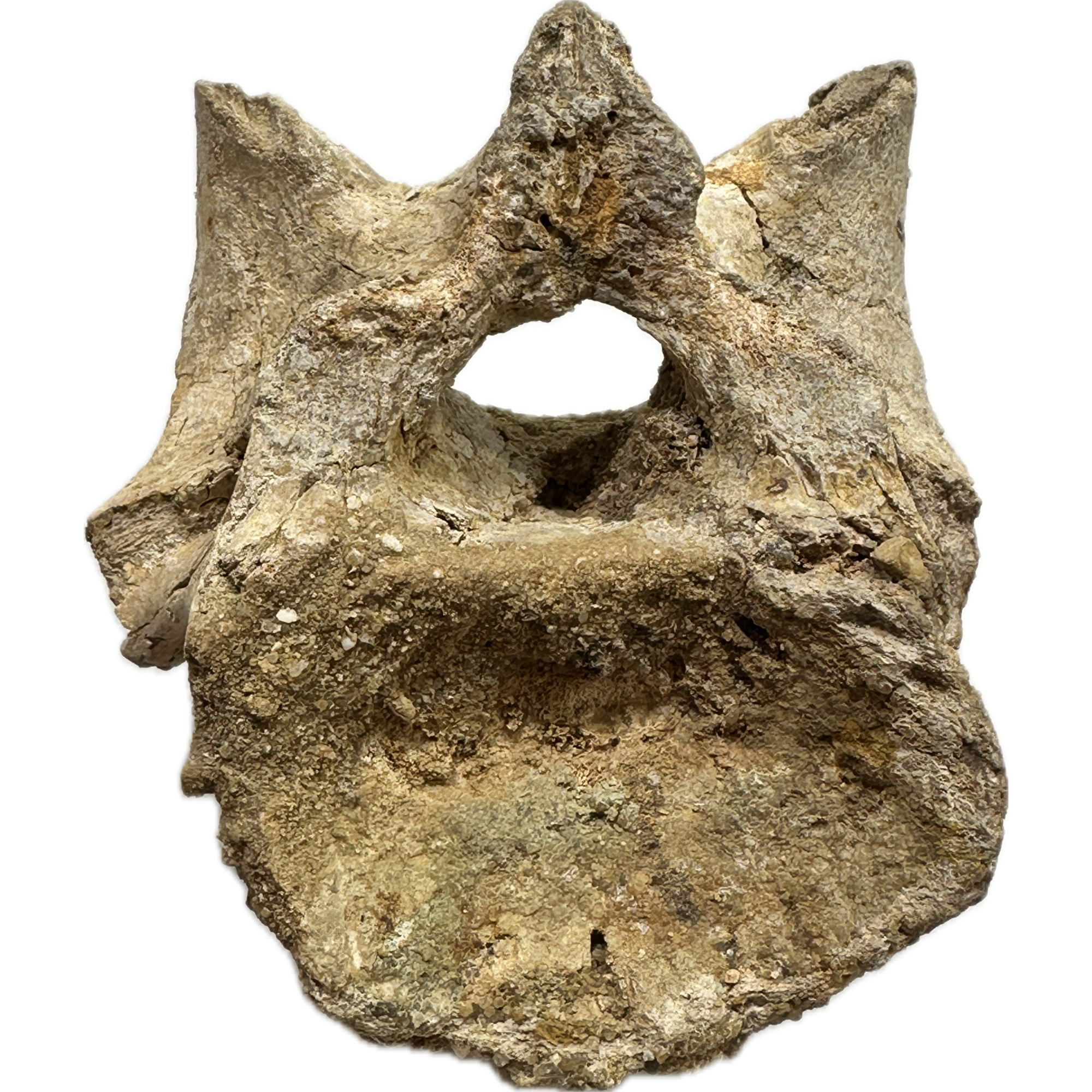 Spinosaurus Neck Vertebrae Prehistoric Online