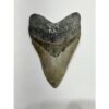 Megalodon Tooth – 5.60″, South Carolina Prehistoric Online