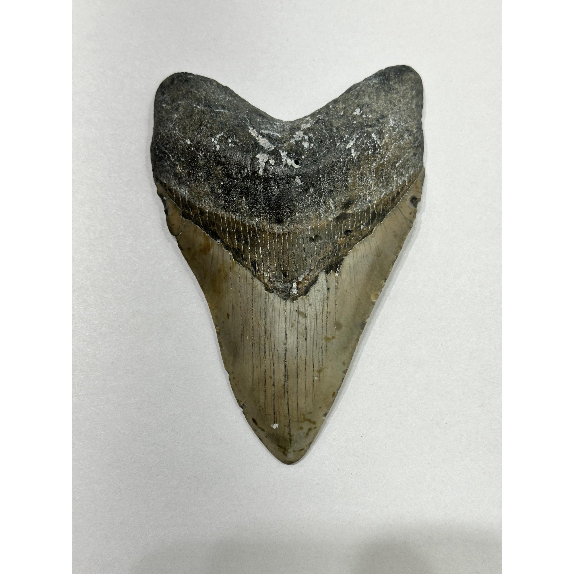 Megalodon Tooth – 5.60″, South Carolina Prehistoric Online