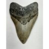 Megalodon Tooth – 5.60″, South Carolina Prehistoric Online