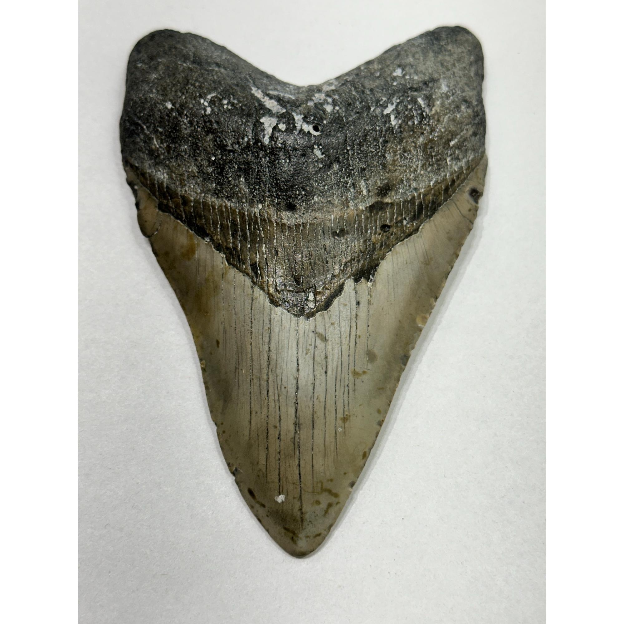 Megalodon Tooth – 5.60″, South Carolina Prehistoric Online