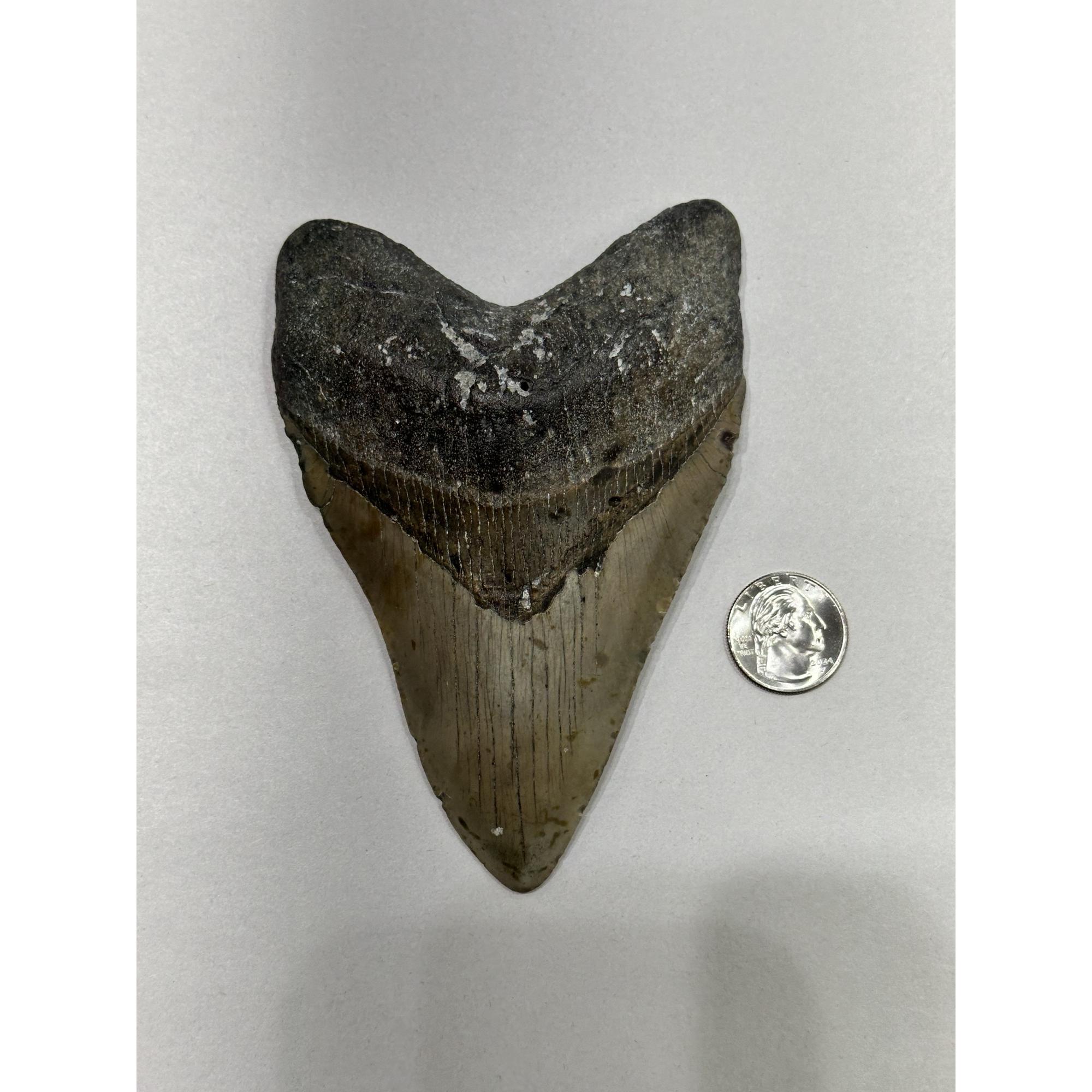 Megalodon Tooth – 5.60″, South Carolina Prehistoric Online