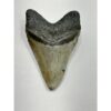 Megalodon Tooth – 5.60″, South Carolina Prehistoric Online