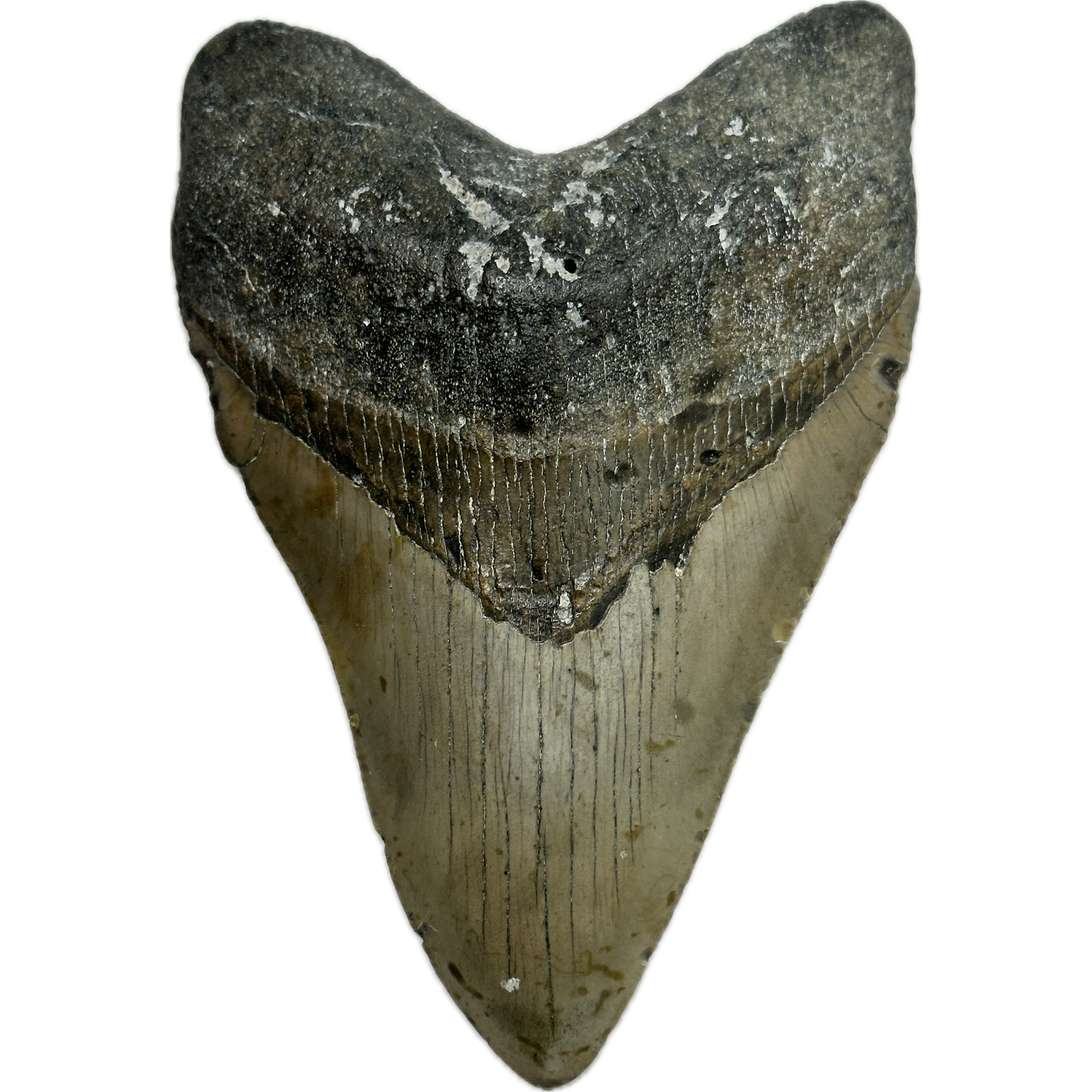 Megalodon Tooth – 5.60″, South Carolina Prehistoric Online