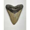 Megalodon Tooth – 5.92″, South Carolina Prehistoric Online