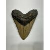 Megalodon Tooth – 5.92″, South Carolina Prehistoric Online