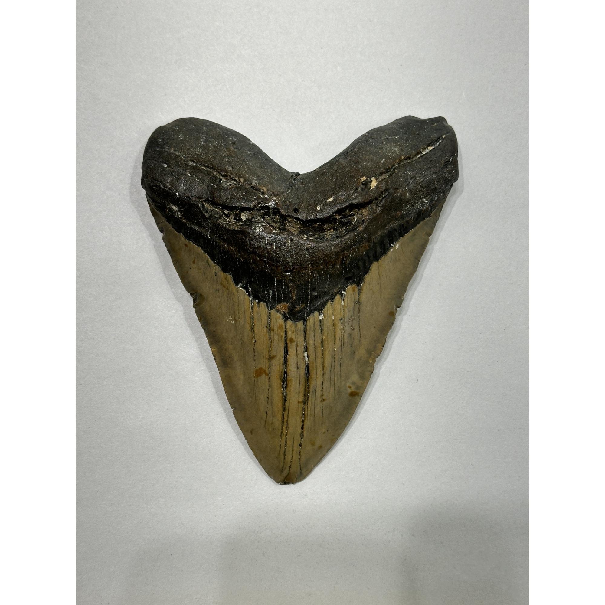 Megalodon Tooth – 5.92″, South Carolina Prehistoric Online