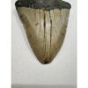 Megalodon Tooth – 5.92″, South Carolina Prehistoric Online