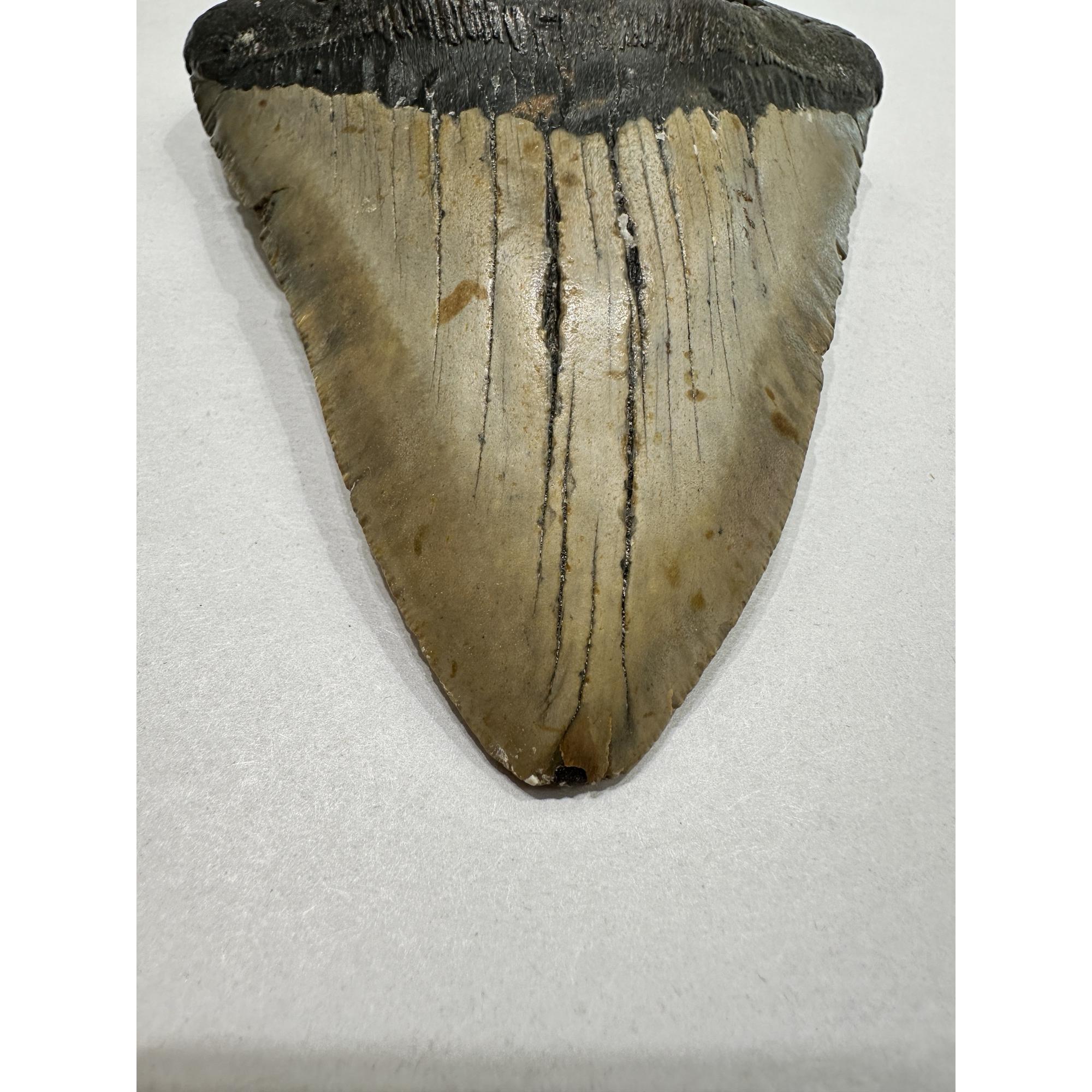 Megalodon Tooth – 5.92″, South Carolina Prehistoric Online