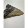 Megalodon Tooth – 5.92″, South Carolina Prehistoric Online