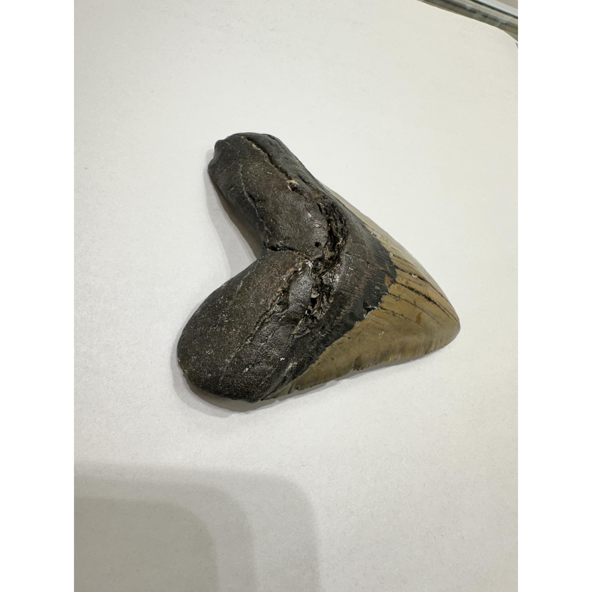 Megalodon Tooth – 5.92″, South Carolina Prehistoric Online