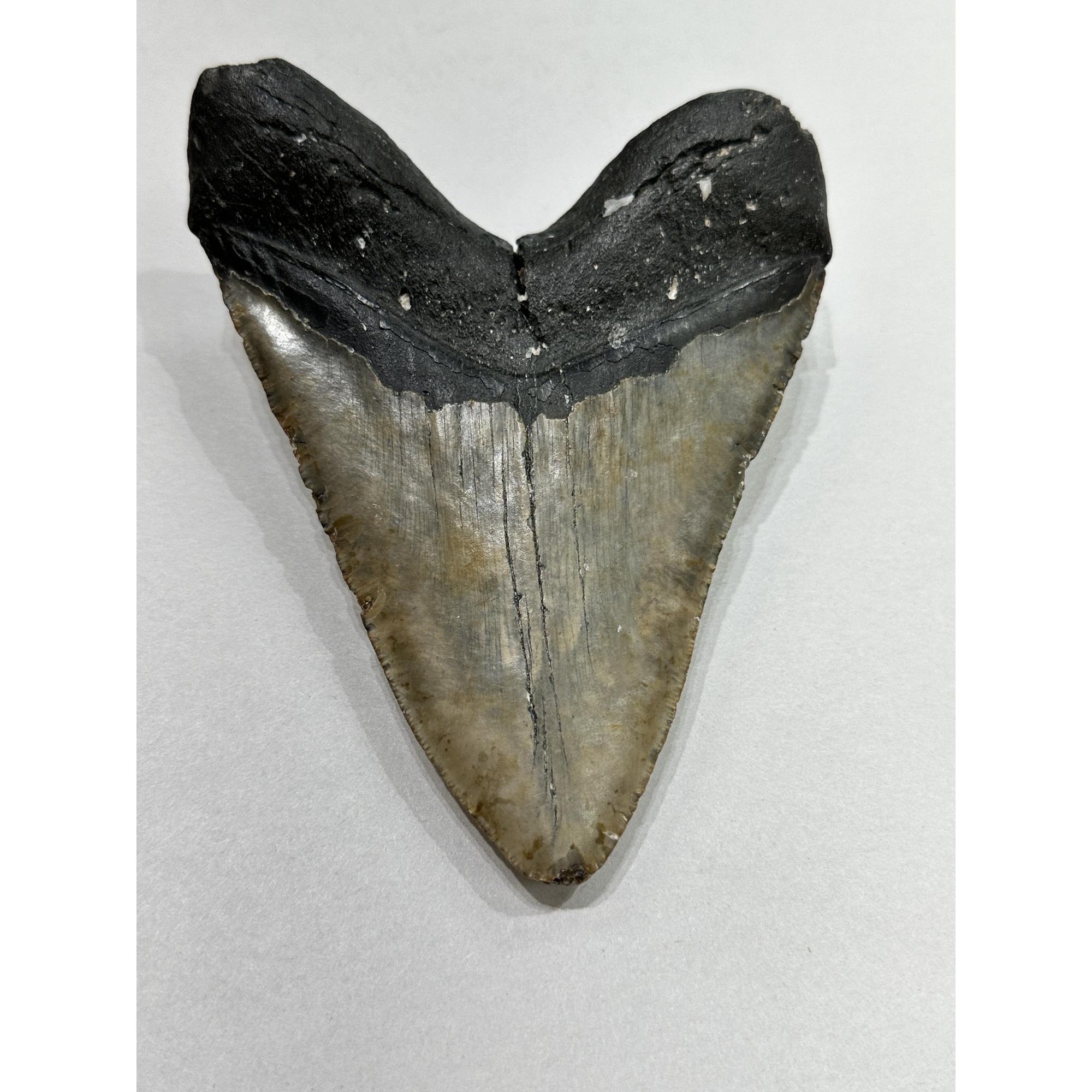 Megalodon Tooth – 5.92″, South Carolina Prehistoric Online