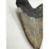 Megalodon Tooth – 5.92″, South Carolina Prehistoric Online