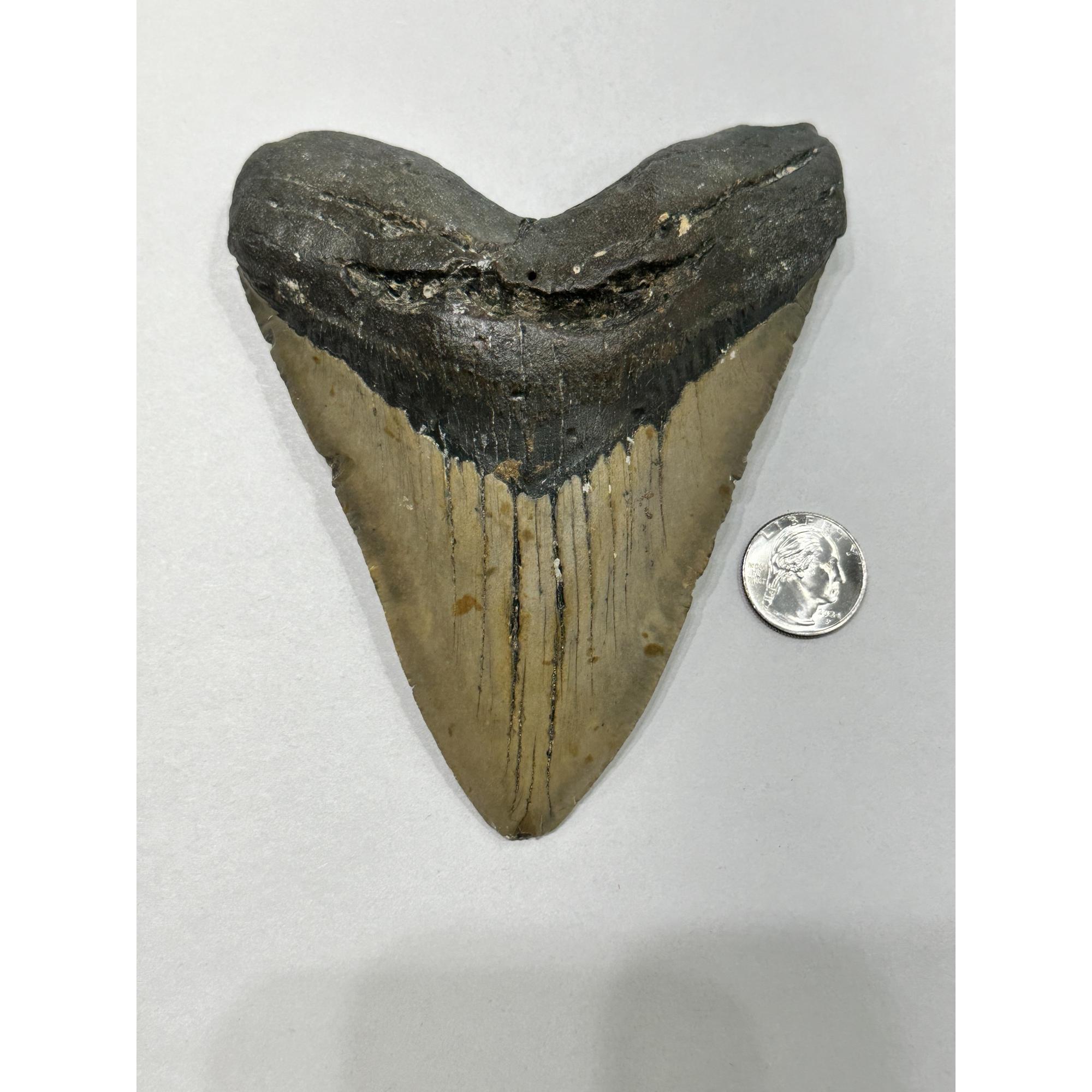 Megalodon Tooth – 5.92″, South Carolina Prehistoric Online