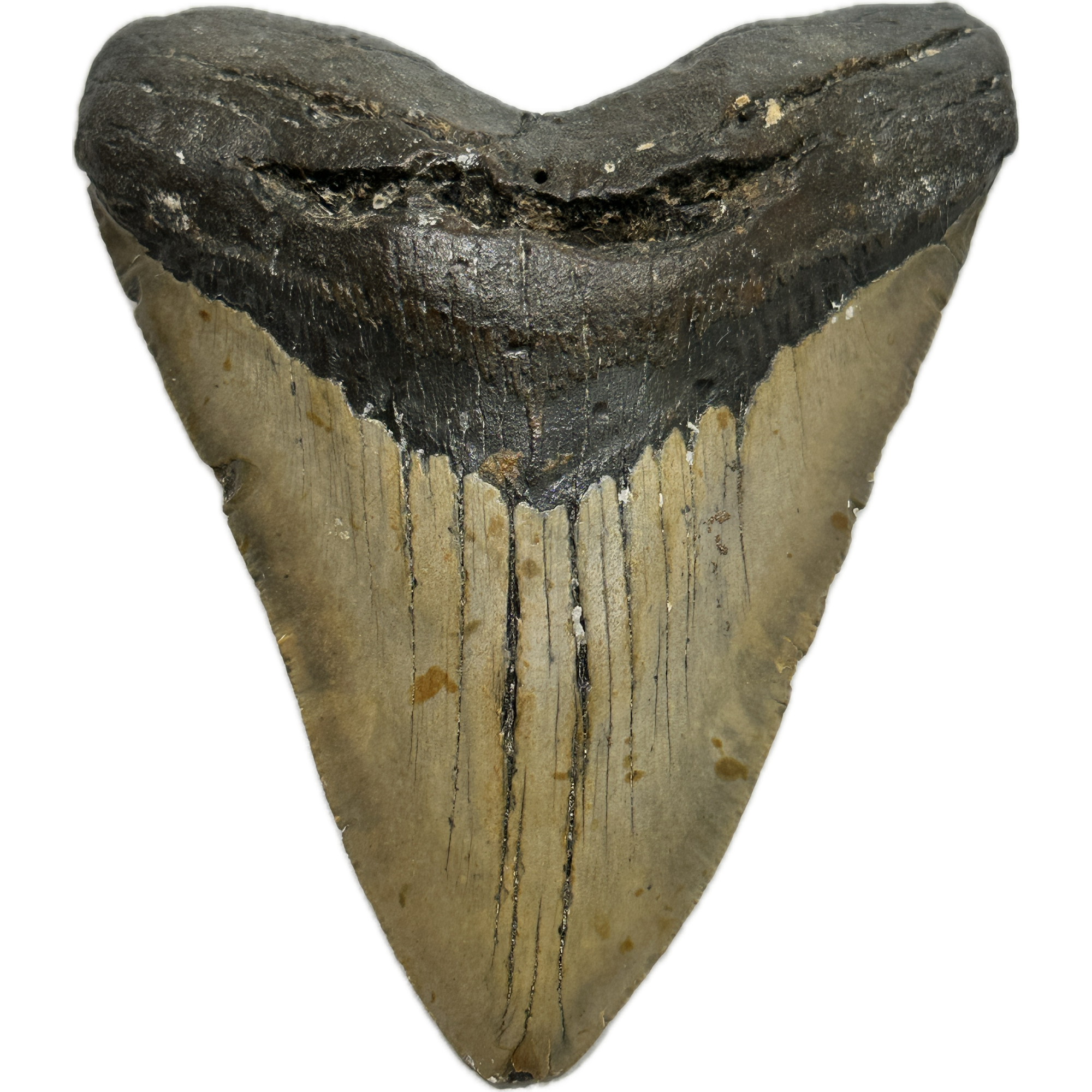 Megalodon Tooth – 5.92″, South Carolina Prehistoric Online