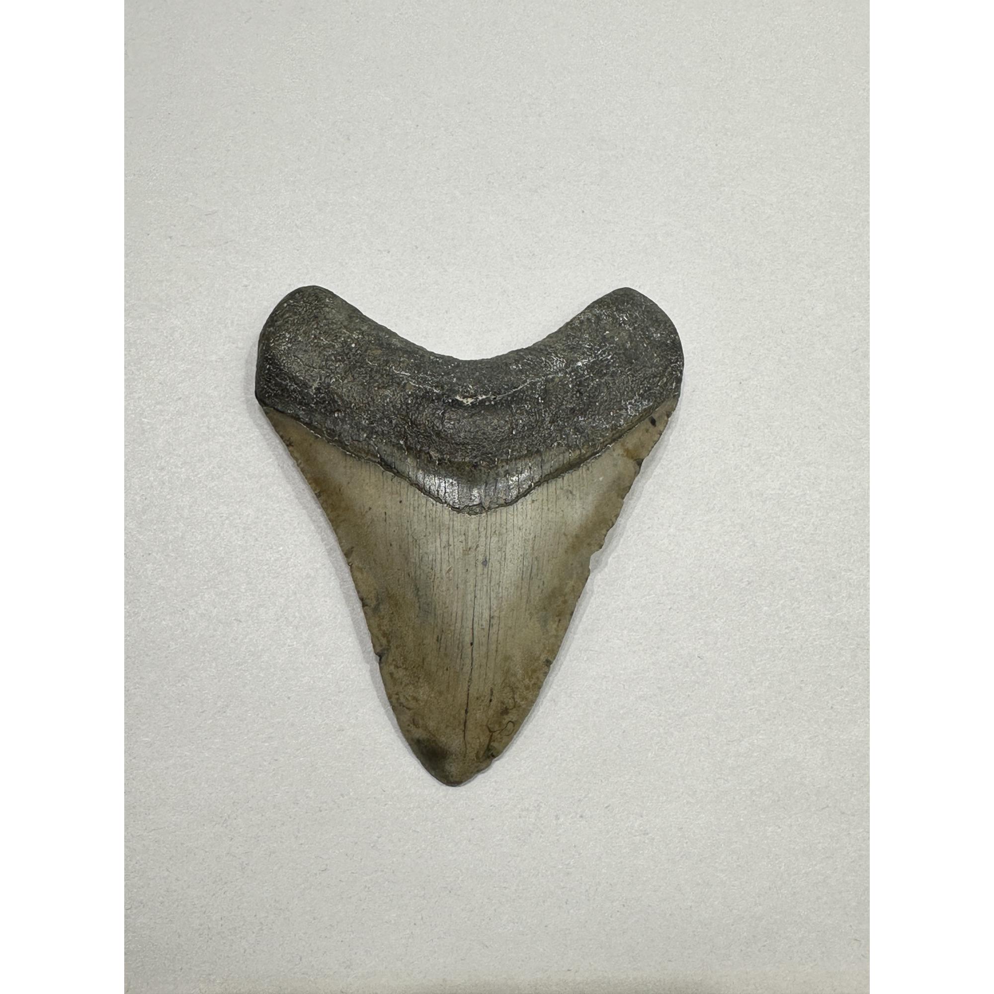 Megalodon Tooth – 3.80″, South Carolina Prehistoric Online