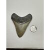 Megalodon Tooth – 3.80″, South Carolina Prehistoric Online