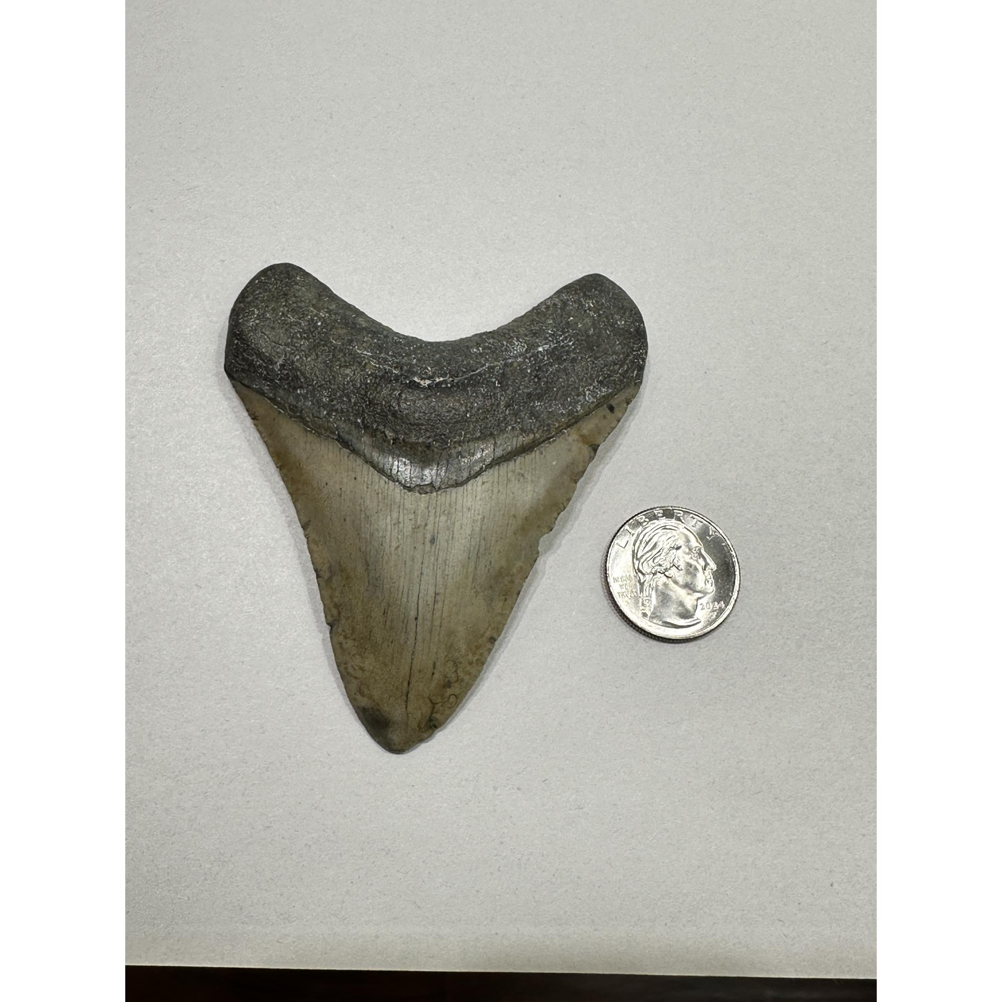 Megalodon Tooth – 3.80″, South Carolina Prehistoric Online