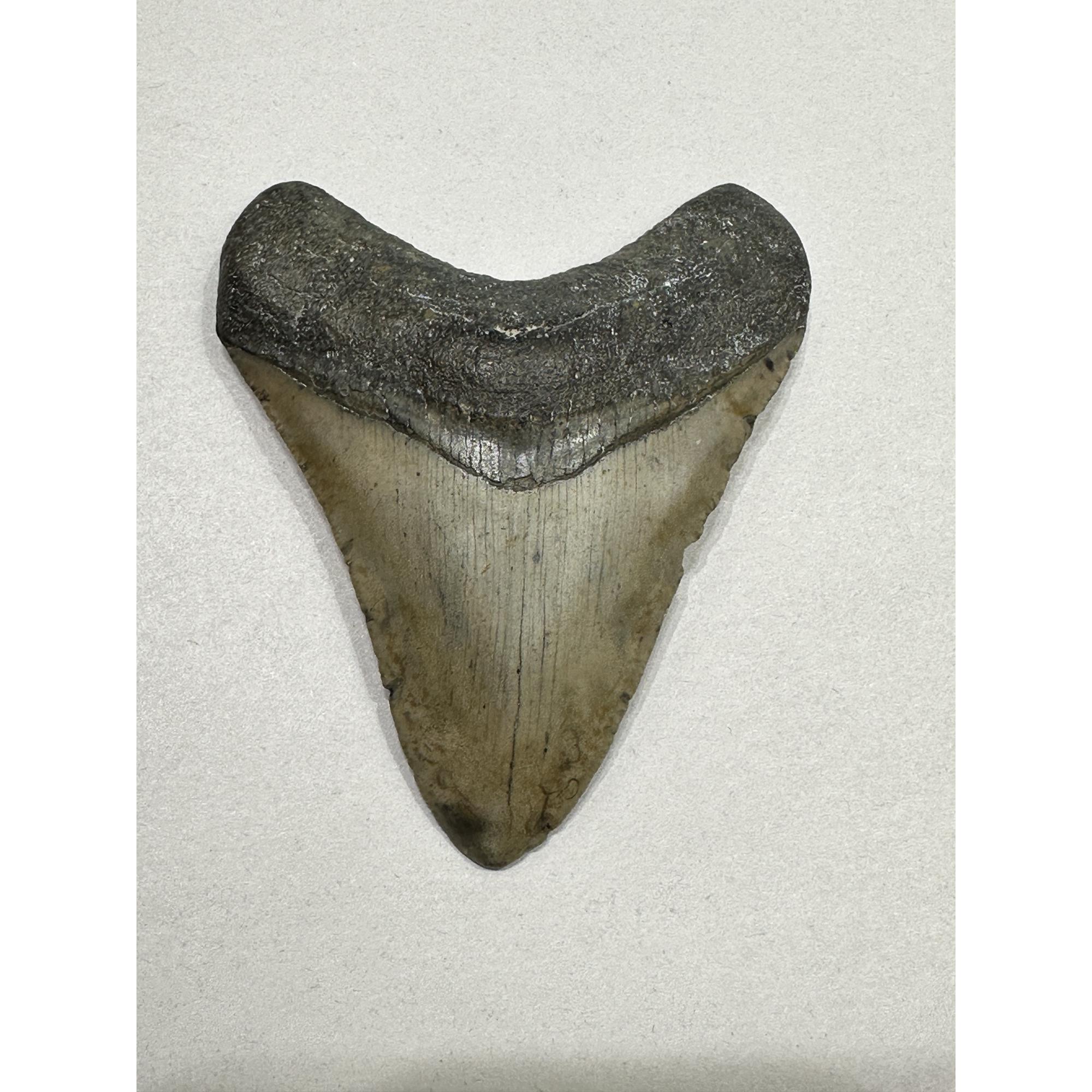 Megalodon Tooth – 3.80″, South Carolina Prehistoric Online