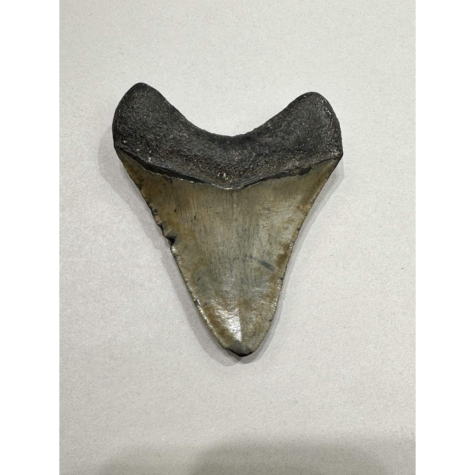 Megalodon Tooth – 3.80″, South Carolina Prehistoric Online