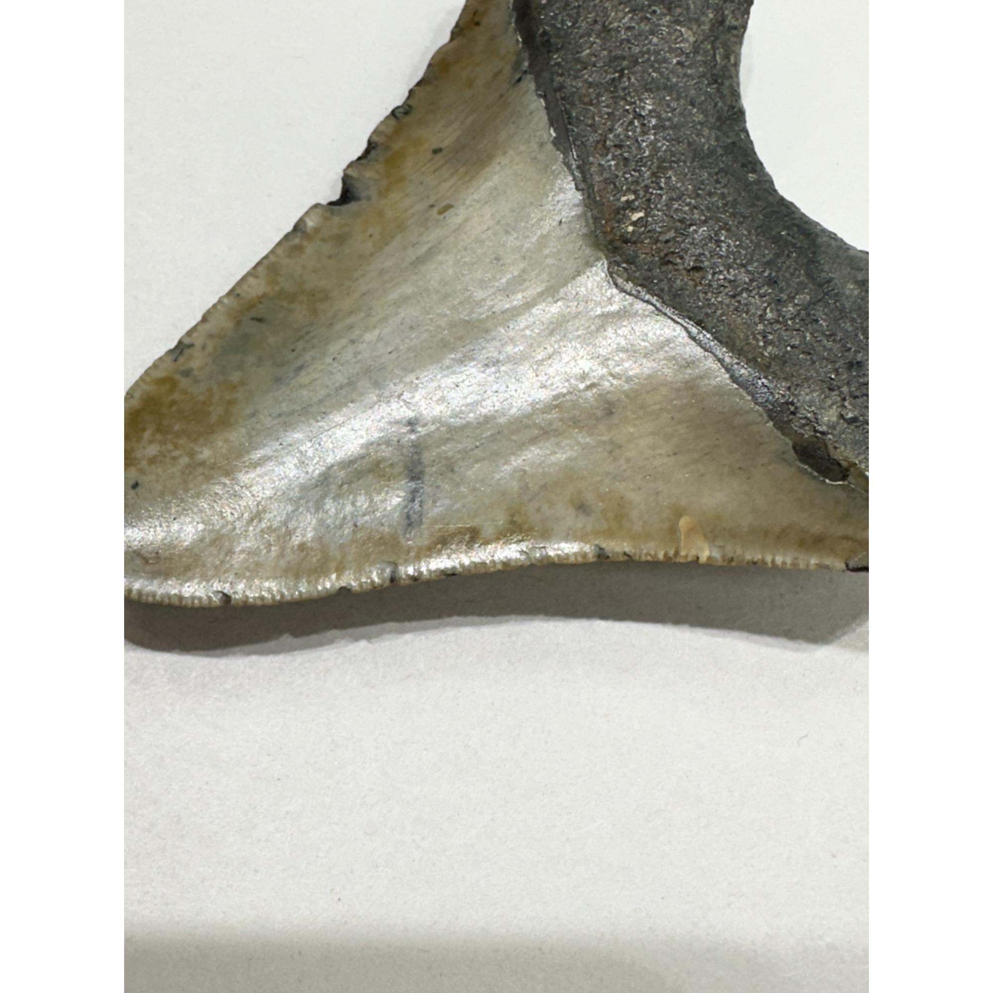 Megalodon Tooth – 3.80″, South Carolina Prehistoric Online