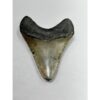 Megalodon Tooth – 3.80″, South Carolina Prehistoric Online