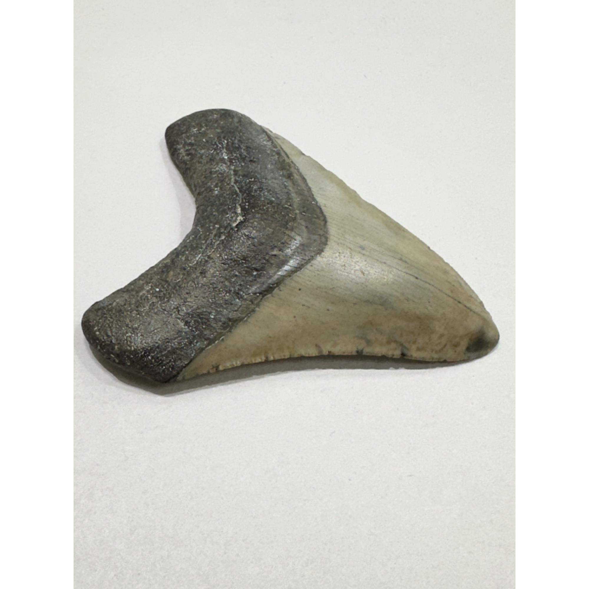 Megalodon Tooth – 3.80″, South Carolina Prehistoric Online