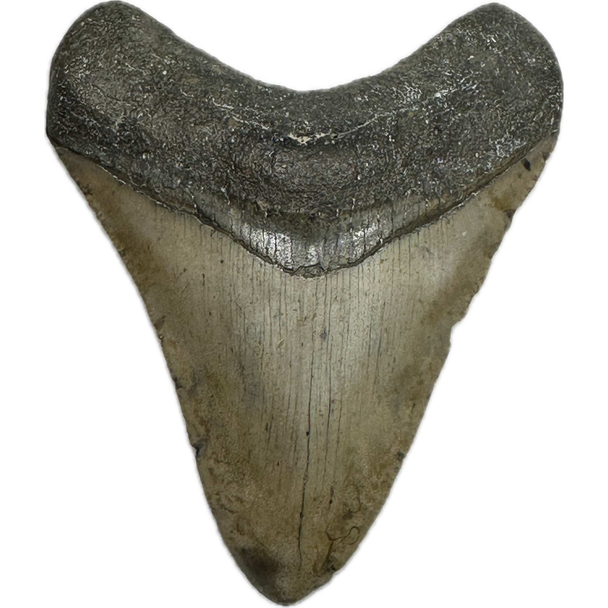 Megalodon Tooth – 3.80″, South Carolina Prehistoric Online
