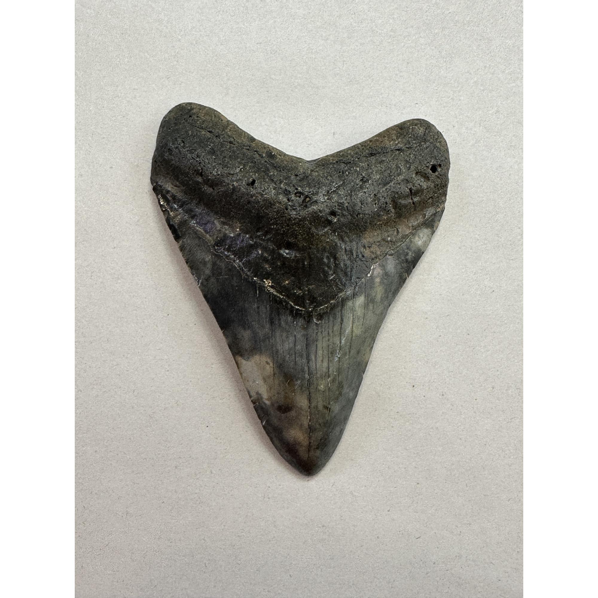 Megalodon Tooth – 3.60″, South Carolina Prehistoric Online