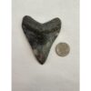 Megalodon Tooth – 3.60″, South Carolina Prehistoric Online