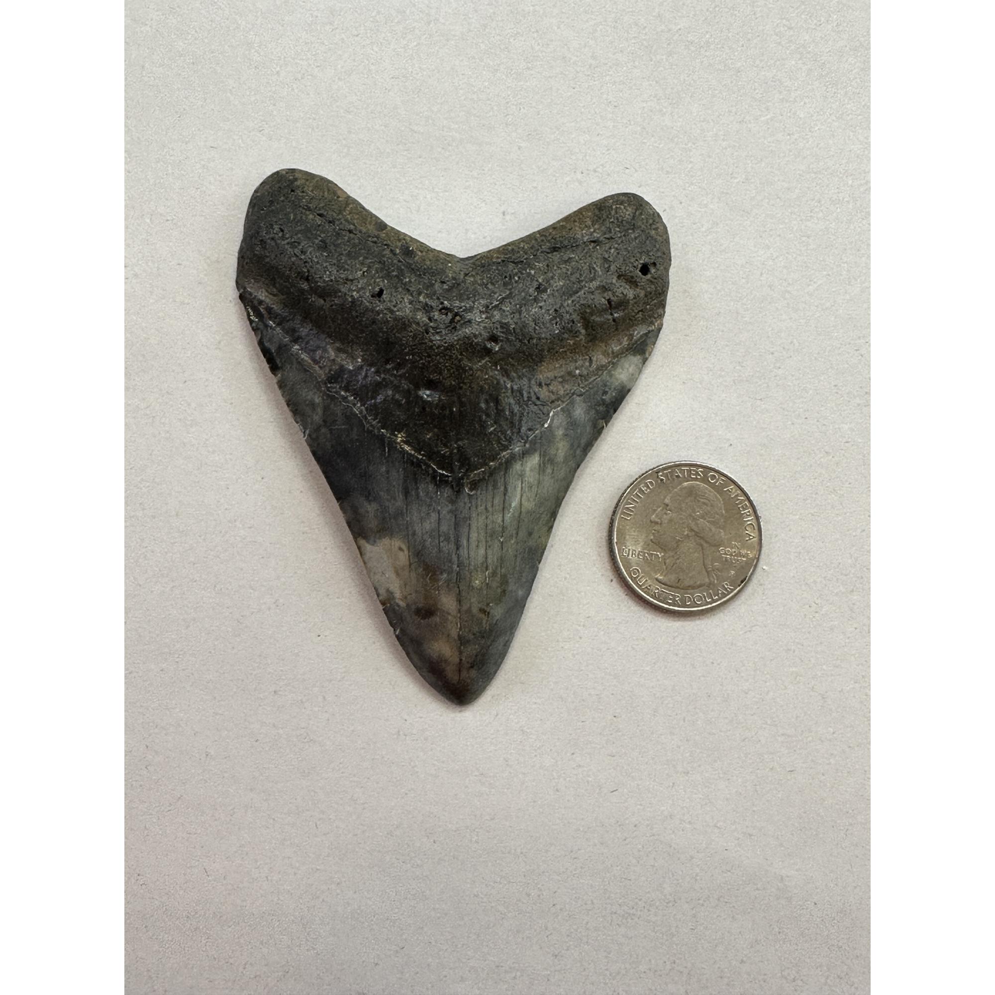 Megalodon Tooth – 3.60″, South Carolina Prehistoric Online