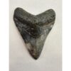 Megalodon Tooth – 3.60″, South Carolina Prehistoric Online