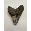 Megalodon Tooth – 3.60″, South Carolina Prehistoric Online